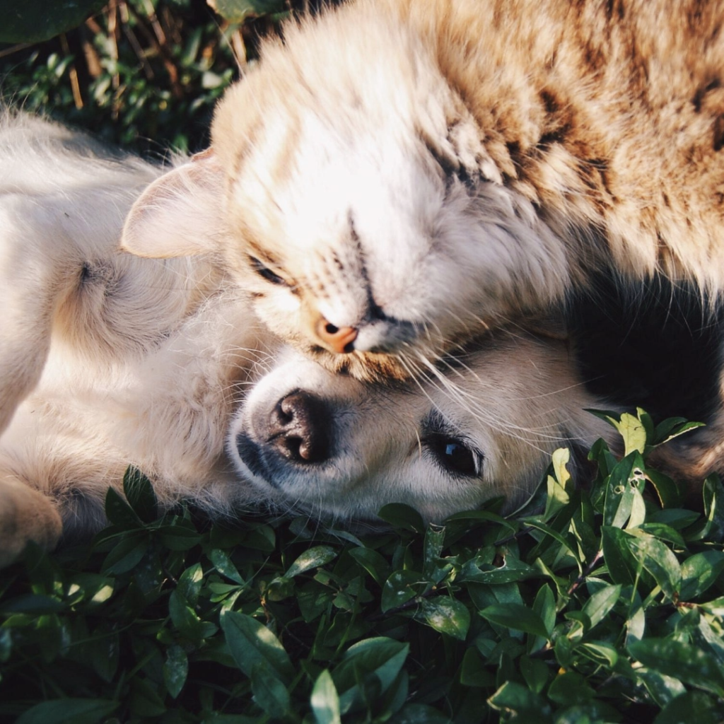 Herbal Pet Care